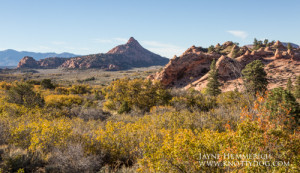 Zion landscape (1 of 1)